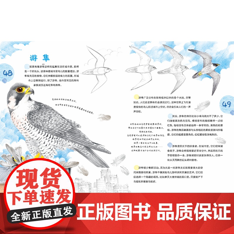 城市飞鸟 6岁以上亲子共读一部关于可以在城市范围内找到的鸟类指南自然科普 鸟类图鉴 生态保护 艺术教育细腻温柔的彩铅绘图高清大图