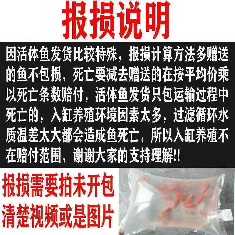 淡水蓝鲨鱼苗成吉思汗鲨虎头鲨大白鲨中大型凶猛热带鱼观赏鱼活体吃