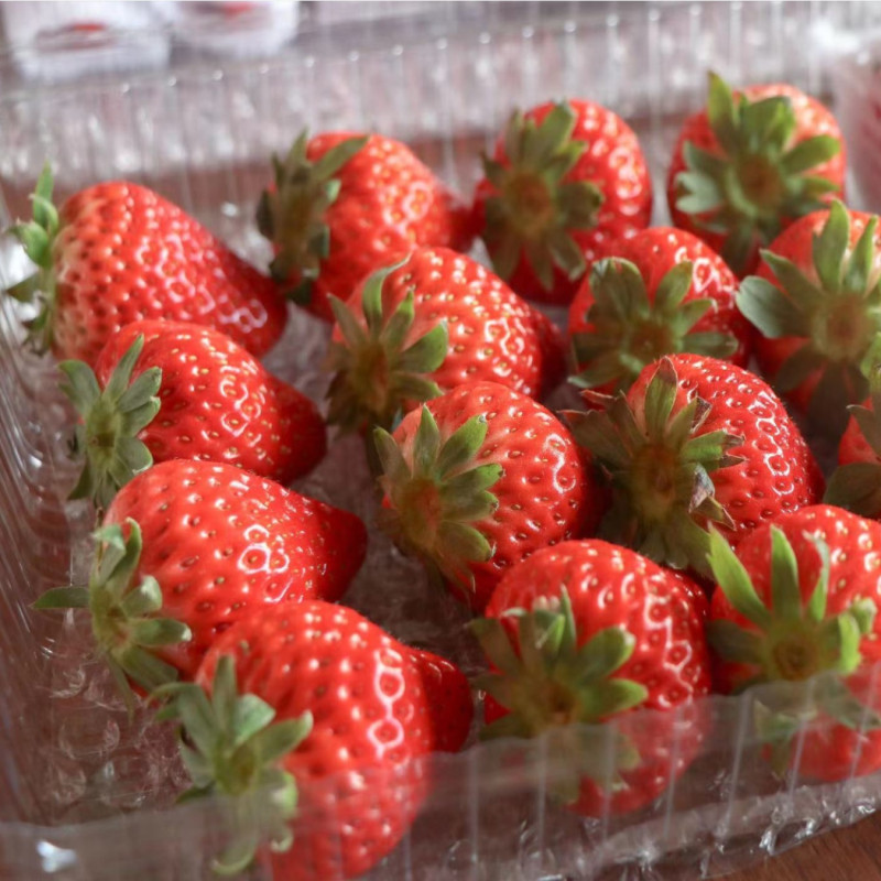 五个农民丹东99红颜草莓精品礼盒单果3035g净重28斤新鲜水果顺丰空运