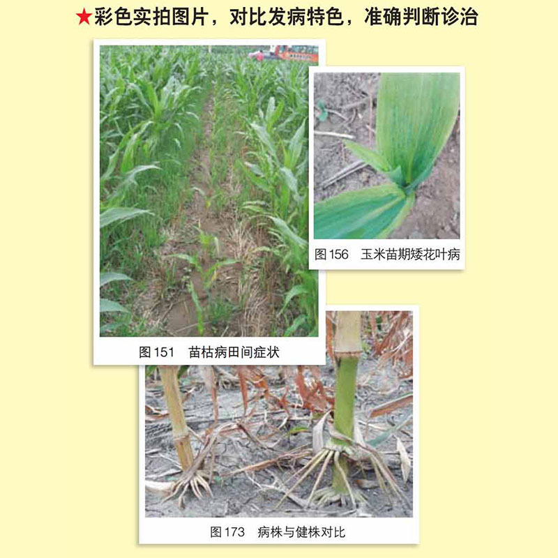 [醉染正版]图说玉米生长异常及诊治玉米高效栽培农业种植技术大全病虫害防治书农药知识农作物现代大棚蔬菜作物育种学玉米种植业高清大图