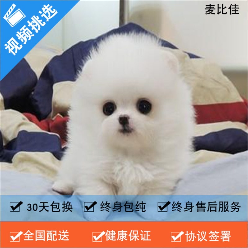麦比佳 纯种哈多利系球体博美犬活体动物 茶杯博美犬 日系俊杰双血统长不大的茶杯狗白色博美犬 玩具博美犬活体狗狗纯种博美犬高清大图