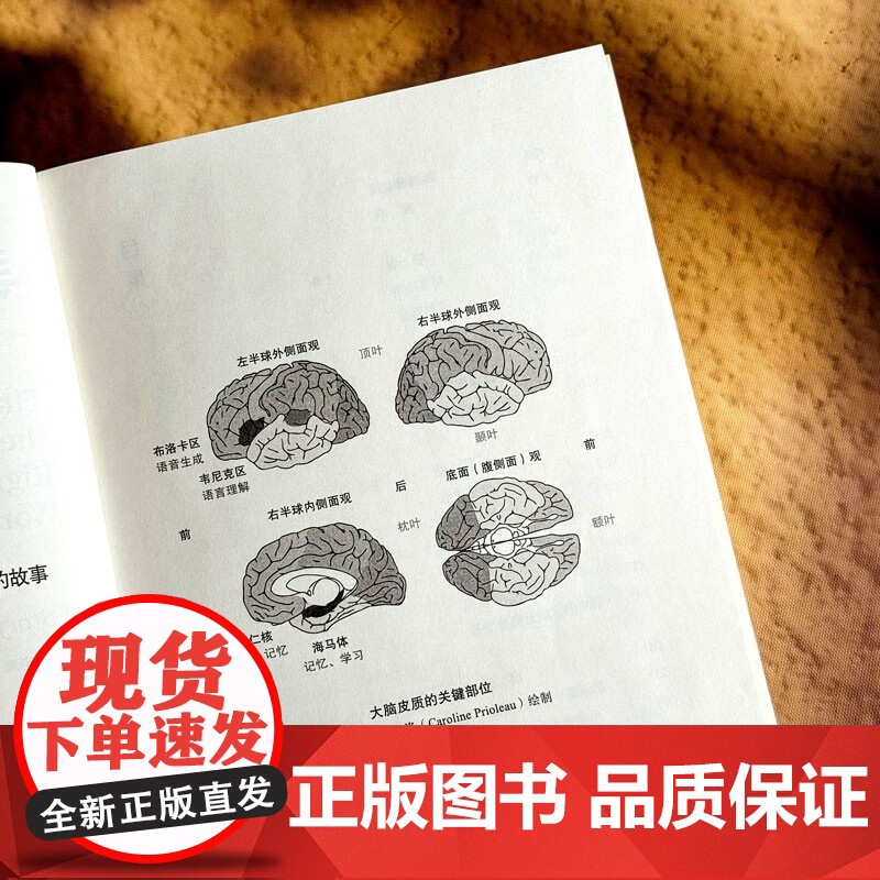 寻找正确的单词 一个关于文学 悲伤和大脑的故事 辛迪·温斯坦 著 社会科学高清大图
