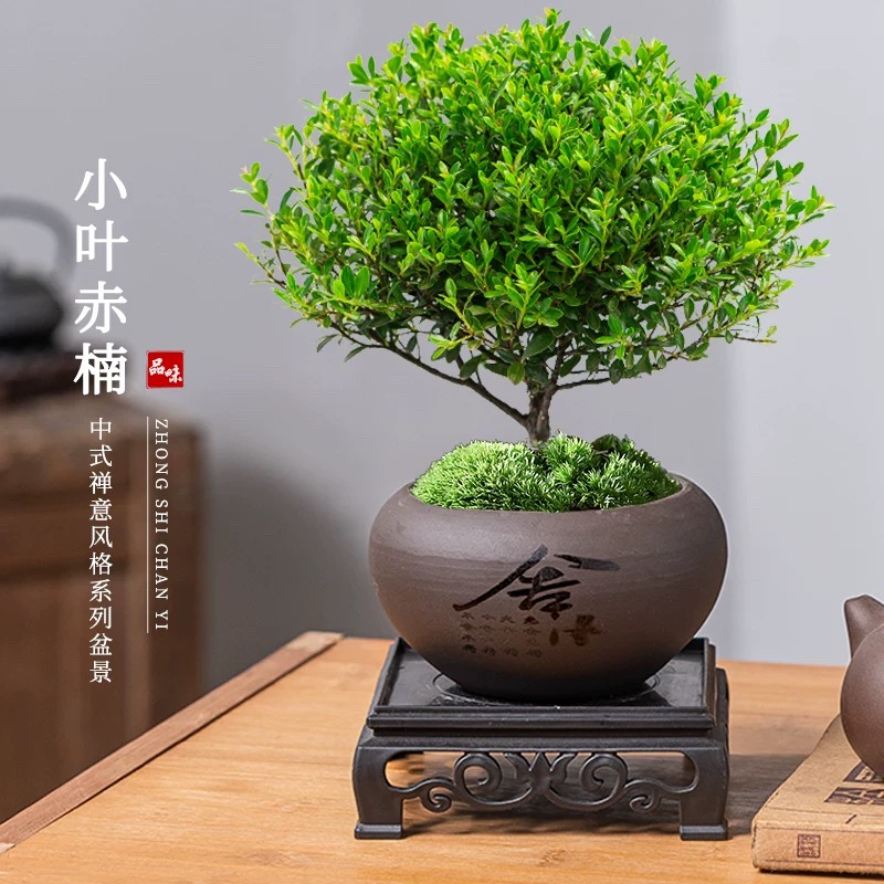 [补贴10%]小叶赤楠老桩盆栽盆景迷你植物室内花卉办公室桌面小绿植好养四季高清大图
