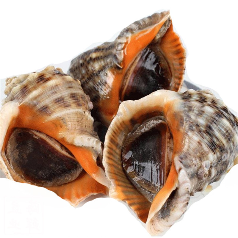 大海螺 香螺 海螺 鲜活水产 贝类 1.5kg