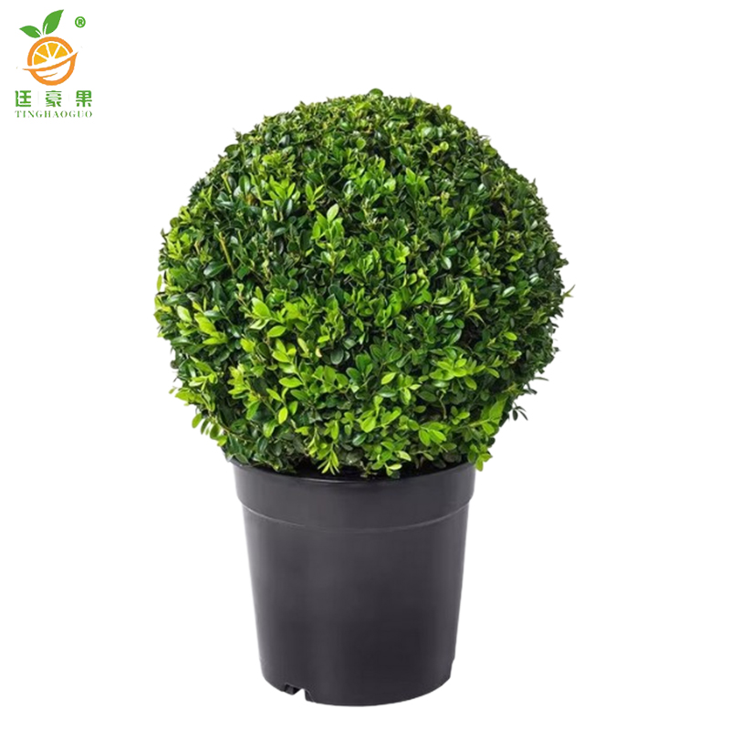 廷豪果 卫矛球 冠幅60公分 /棵高清大图