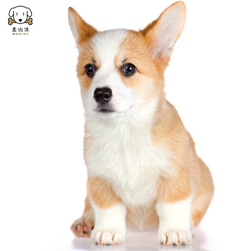 麦比佳柯基犬活体 柯基犬幼犬狗狗活体纯种血统双色三色小体柯基狗 威尔士短腿迷你后臀可爱狗狗视频挑选高清大图