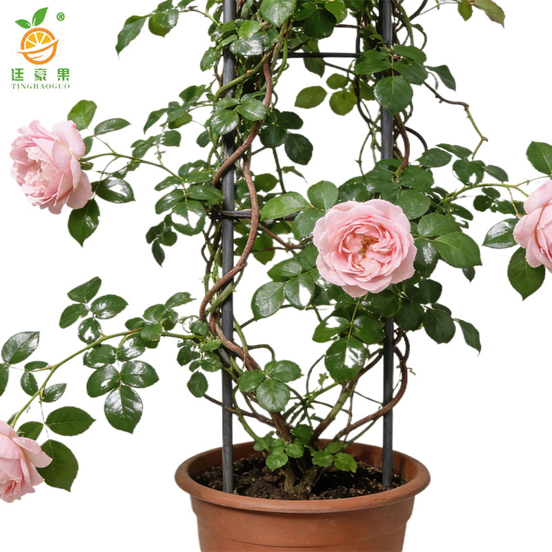 廷豪果 粉龙沙 4-6枝 /盆高清大图