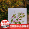 二十四番花信风 工笔花卉画片集 附教学视频/花笺 工笔画花卉技法白描底稿勾线稿中国风古风花鸟小品初学者基础入门教程临摹册