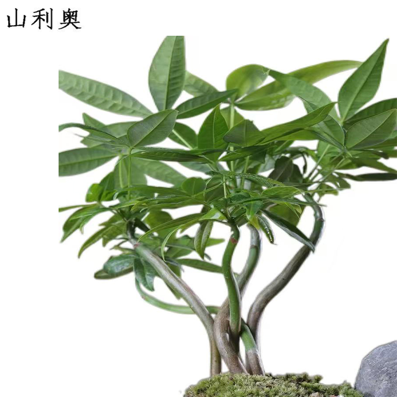 山利奥 茶台摆件 SLA-21/件高清大图