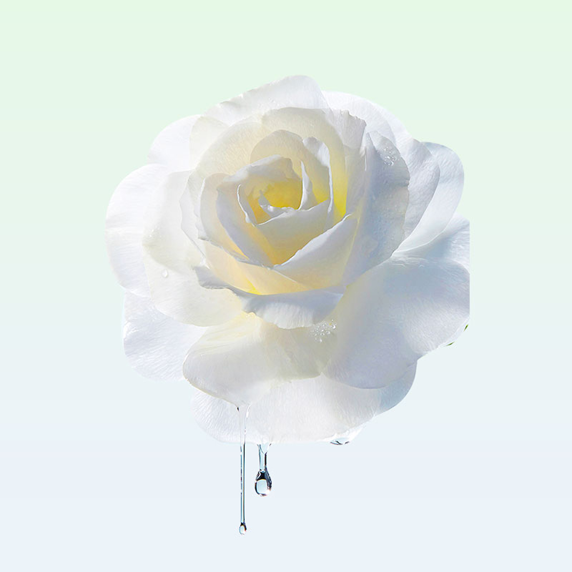 威立世Wallesh内衣80g专用皂高清大图