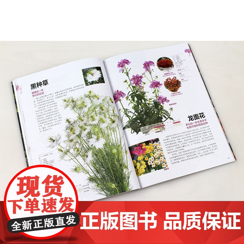 花与花语 184种常见四季花卉手册 山田幸子 著 家居高清大图