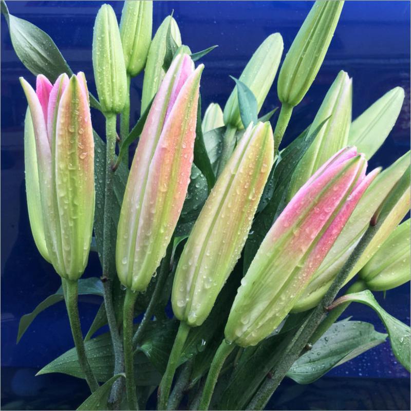 黑美人10朵 送保鲜剂 云南昆明基地直发真花水养鲜花花束香水百合批发