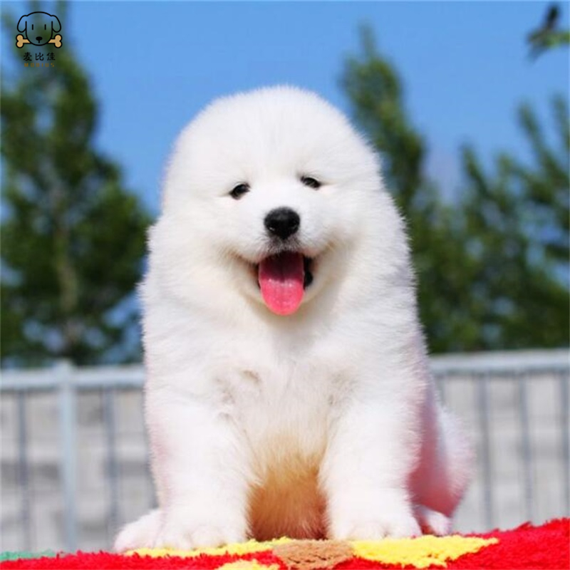 麦比佳 萨摩耶犬幼犬萨摩耶犬狗狗活体纯种血统中大型雪橇犬萨摩大骨架熊版澳版微笑天使纯白色萨摩耶宠物狗高清大图
