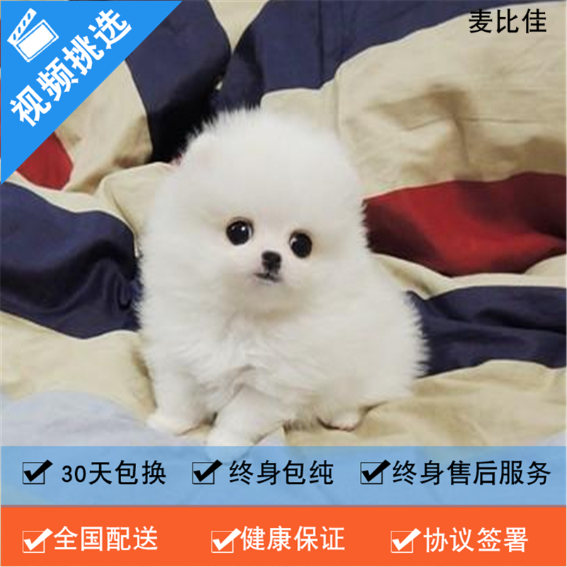 麦比佳 纯种哈多利系球体博美犬活体动物 茶杯博美犬 日系俊杰双血统长不大的茶杯狗白色博美犬 玩具博美犬活体狗狗纯种博美犬高清大图