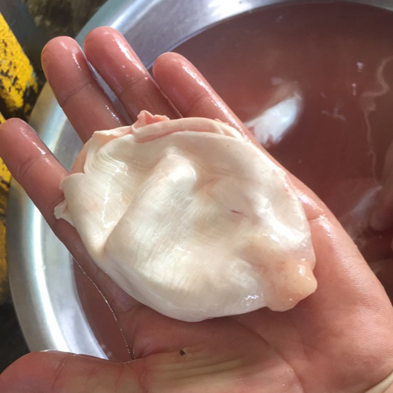 新鲜鱼泡500g草鱼鲢子鱼宝鱼泡鱼漂鱼鳔鱼肚鱼胶花胶xh