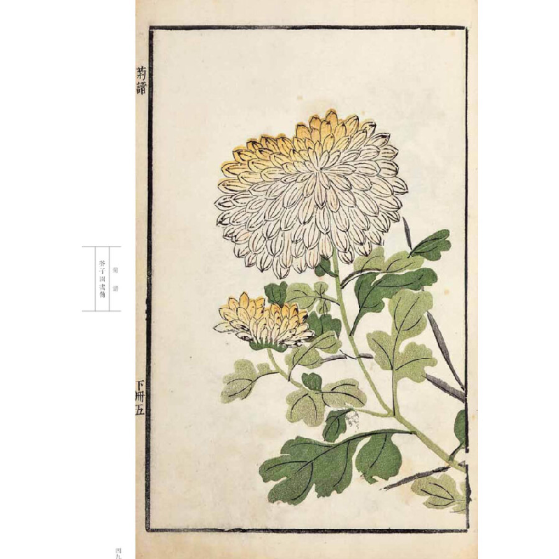 正版新书]芥子园画传 花鸟卷·菊谱(康熙原版)[清] 王概,王蓍高清大图