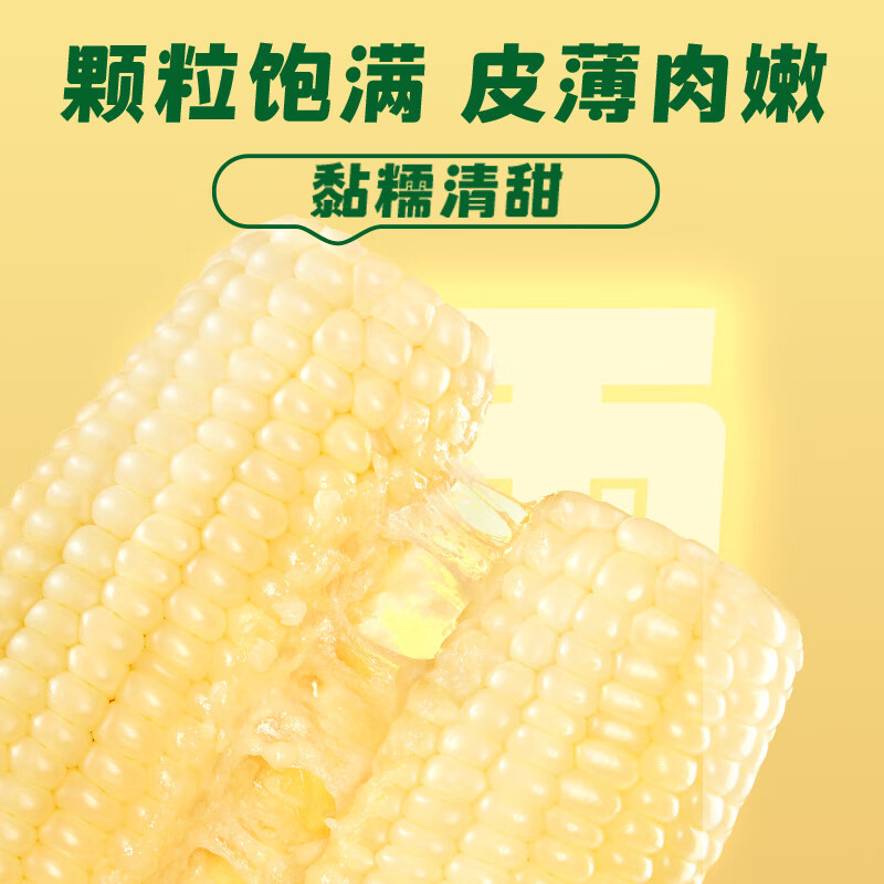 十月稻田(SHIYUEDAOTIAN) 白糯玉米 4.16斤(260g*8根) 低脂早餐 东北玉米 杂粮粗粮高清大图