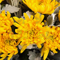 鼎卉鲜花全国速递 清明节扫墓殡葬鲜花 9朵黄色菊花束 吊唁祭奠追悼 同城送花上门【寄托哀思】9朵黄色菊花搭配银叶菊花束