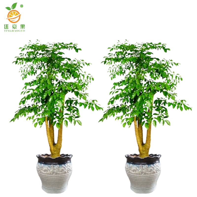 廷豪果 玉兰树 绿植 胸径12cm /棵高清大图