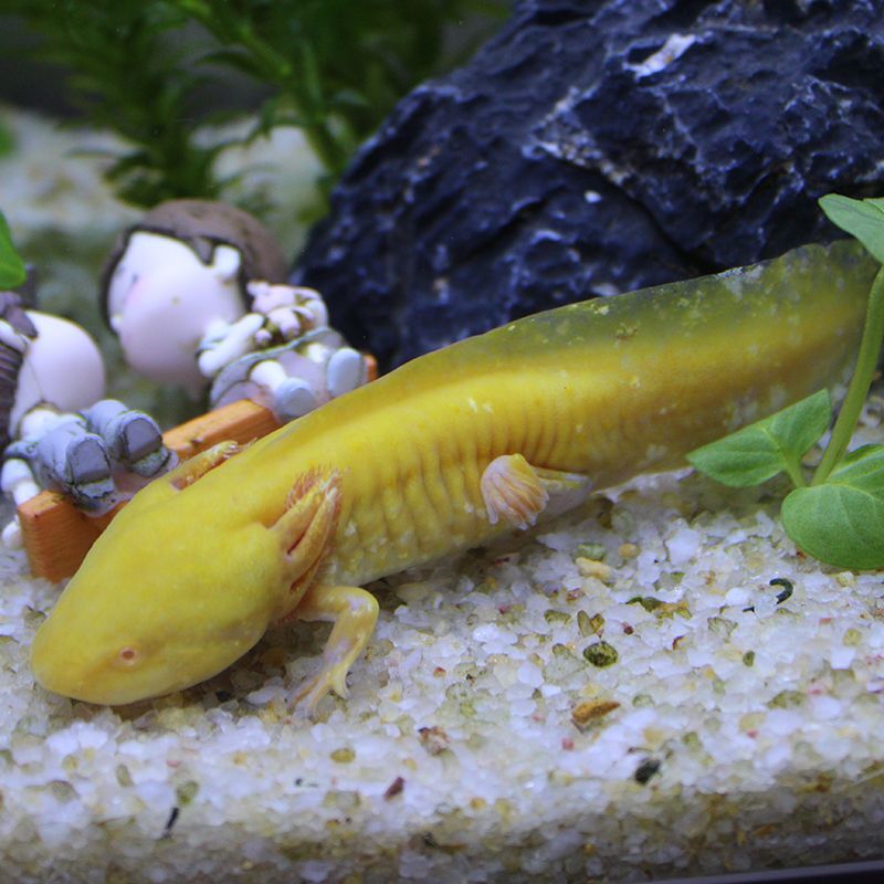 清道夫鱼活体吃粪便垃圾清洁工冷水鱼好养金鱼观赏鱼锦鲤鱼孔雀鱼 清