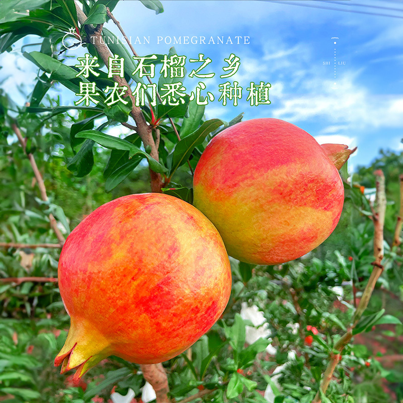冠町 四川会理突尼斯软籽石榴9斤小果净重8.5-9斤单果150-250g)新鲜水果生鲜