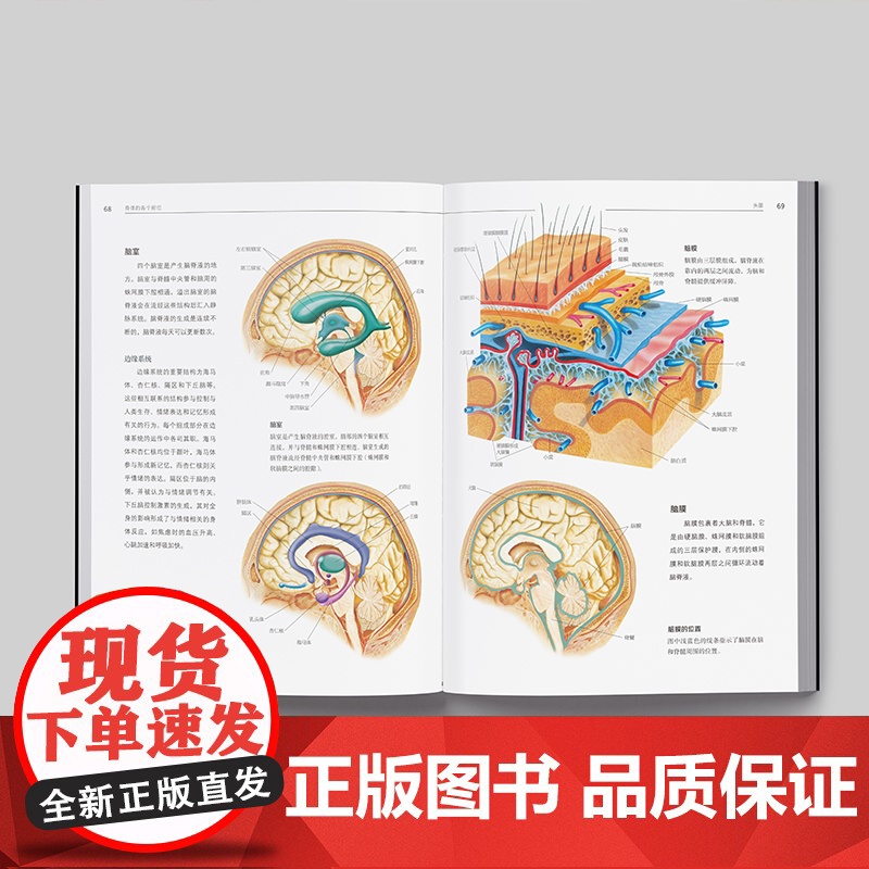 人体解剖学 经典入门 基础医学通用教程!澳大利亚广泛使用的解剖学基础教材 彩色结构和功能图谱解刨书籍高清大图