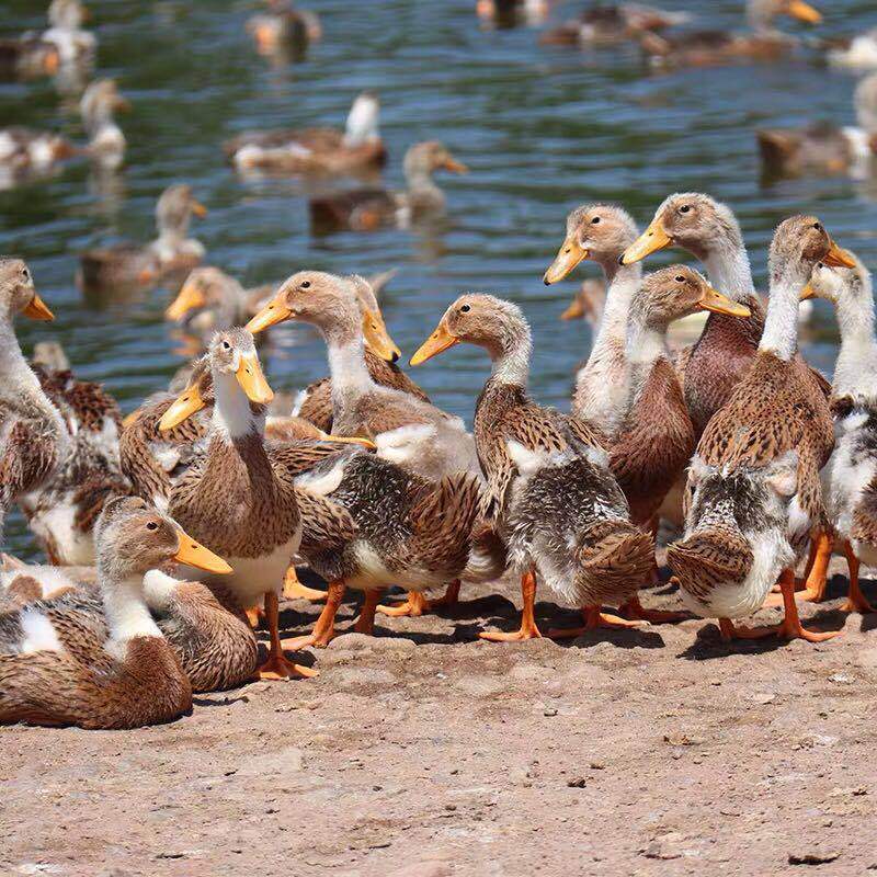 农村散养鸭子老鸭土鸭笨鸭麻鸭腿炖老鸭汤 新鲜鸭肉净重 [鸭掌]2斤装