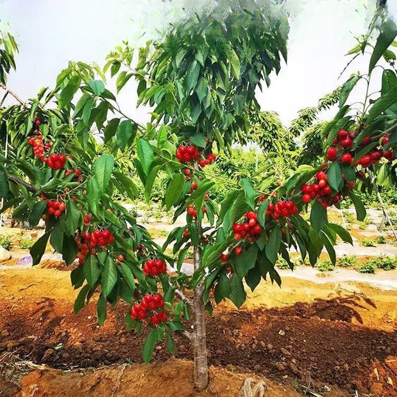 诚智旺 樱桃树 6公分/棵高清大图