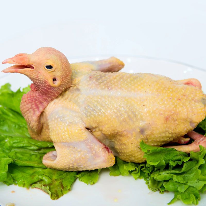 赛卡伊沂蒙山家养老鸽子五年散养鸽子肉新鲜乳鸽肉鸽