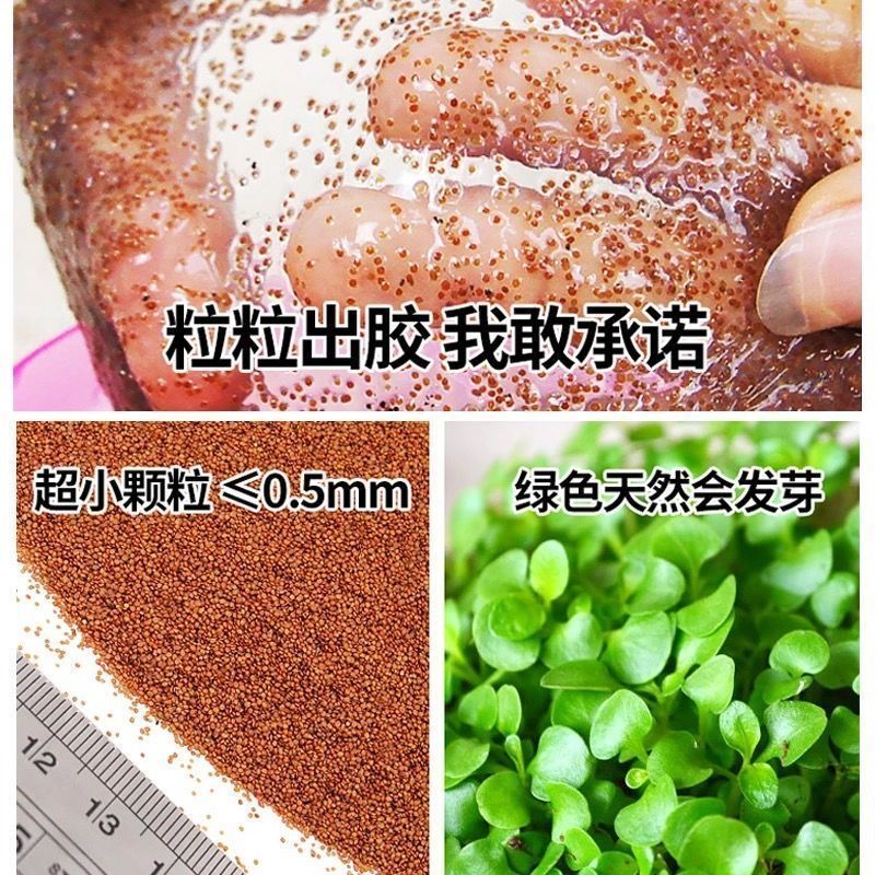 免调海藻面膜贴美白补水祛斑保湿去黑头孕妇可用控油小颗粒面贴 5片院线修复面膜(美容院专有)