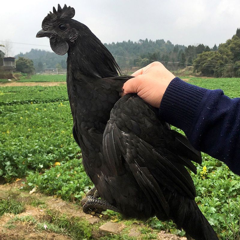 五黑粉壳种蛋10枚五黑鸡种蛋五黑一绿鸡种蛋绿壳蛋鸡乌骨鸡可孵化受精