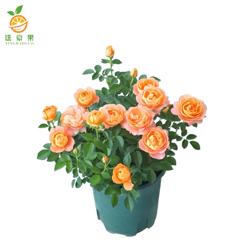 廷豪果 月季花 3-5枝 /盆高清大图
