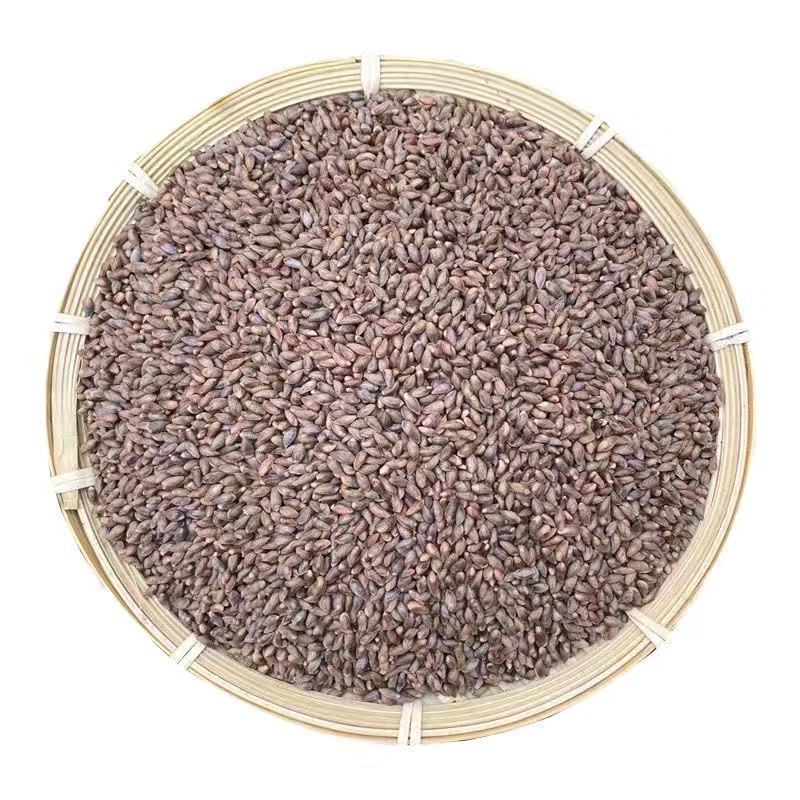 秦岭山野生柏树籽侧柏籽柏树籽侧柏树种子侧柏果实壳乌发枕头