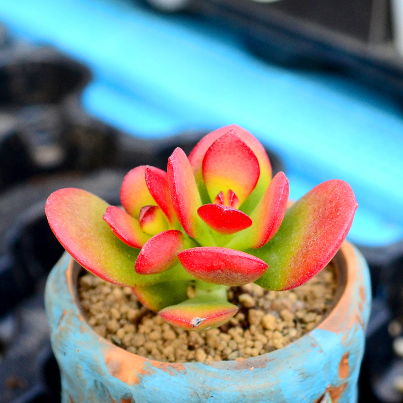 津沽园艺 创意迷你植物 多肉植物姬红花月肉肉植物