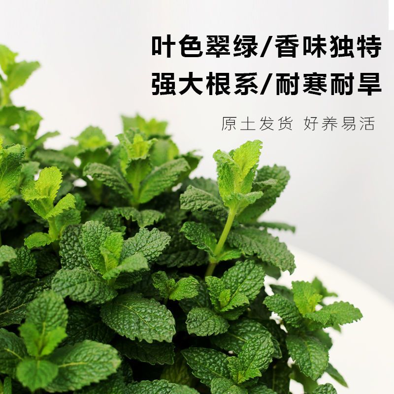 柠檬薄荷盆栽可食用薄荷叶苗驱蚊草水培好养花卉室内留香观叶植物