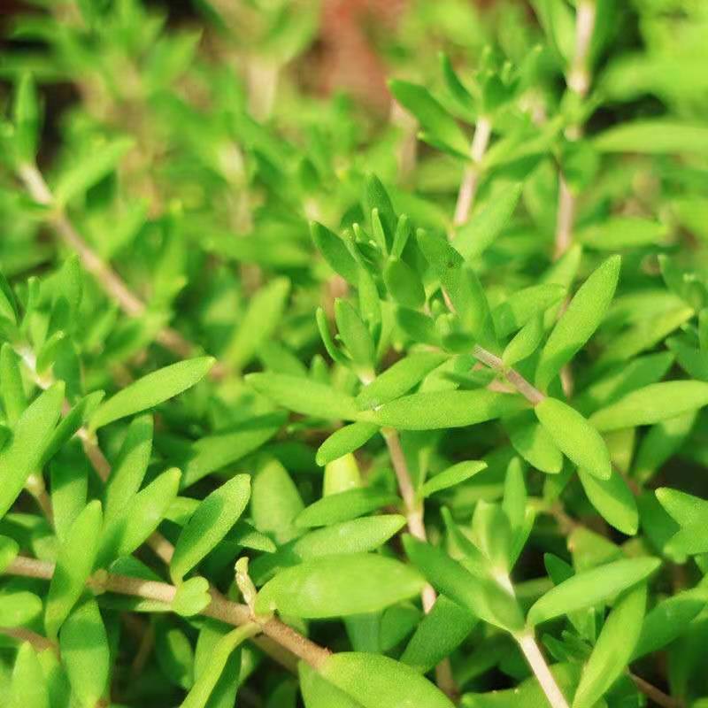 野生垂盆草鲜活植物驱蚊草垂吊绿植盆栽阳台花卉除甲醛吊兰