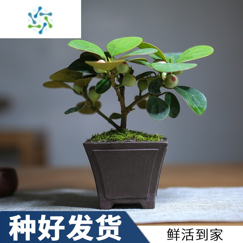 三维工匠小盼菩提盆栽花卉带果好养室内桌面植物办公室绿植菩提树盆景