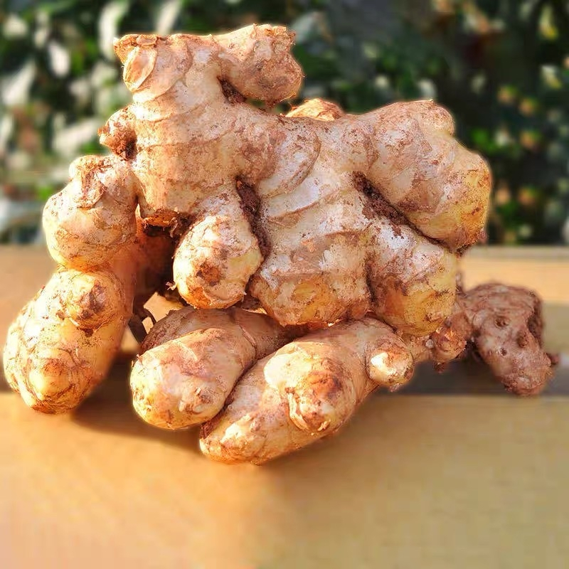 鲜贝达 红芽嫩姜 嫩仔姜3斤装炒菜佐料新鲜黄姜