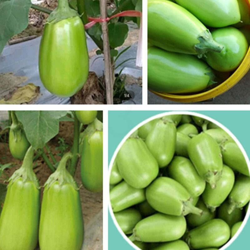 净重5斤新鲜青茄子[坏果包赔] 特产青茄子新鲜绿茄子圆茄子新鲜蔬菜绿皮茄子农家自种