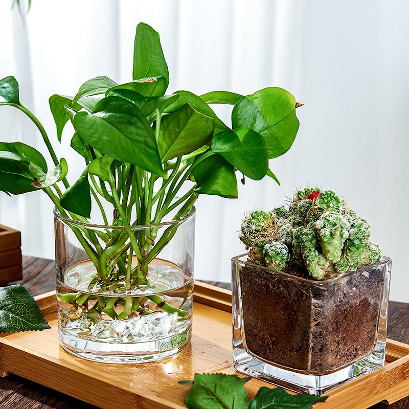 水培器皿创意玻璃花盆水养植物瓶透明花器绿萝白掌花瓶正方形容器图片
