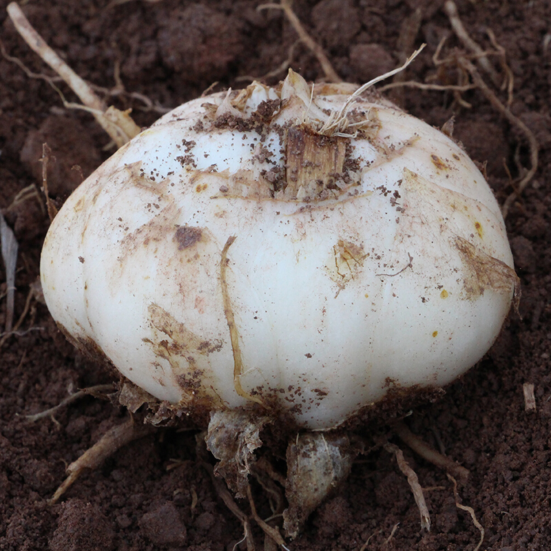 16头1kg甘肃兰州特产新鲜百合生鲜蔬菜甜百合