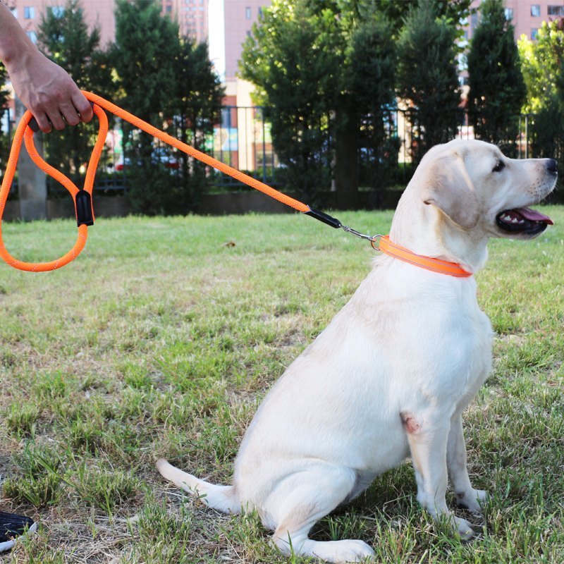 喃喃虎出行装备喃喃虎狗链遛狗绳子狗狗牵引绳拉布拉多金毛中小型犬通用防爆冲夜反光 价格图片品牌报价 苏宁易购购旺家居专营店