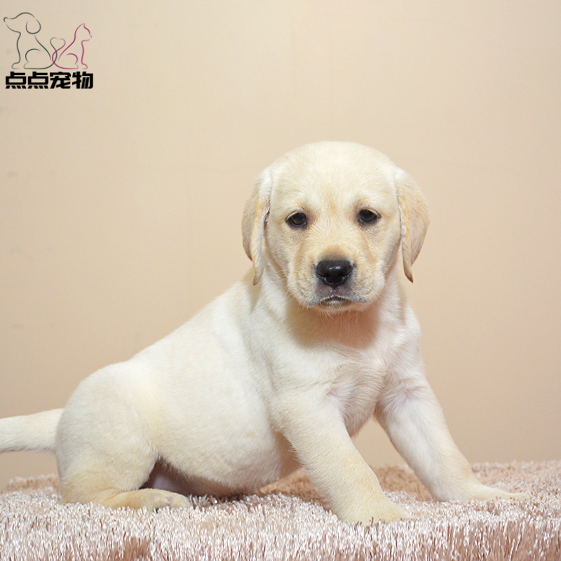 点点宠物 狗狗 宠物狗狗拉布拉多犬幼犬 血统级短毛高智商拉不拉多导盲犬 黄色奶白色黑色可选公母视频挑选 包健康高清大图