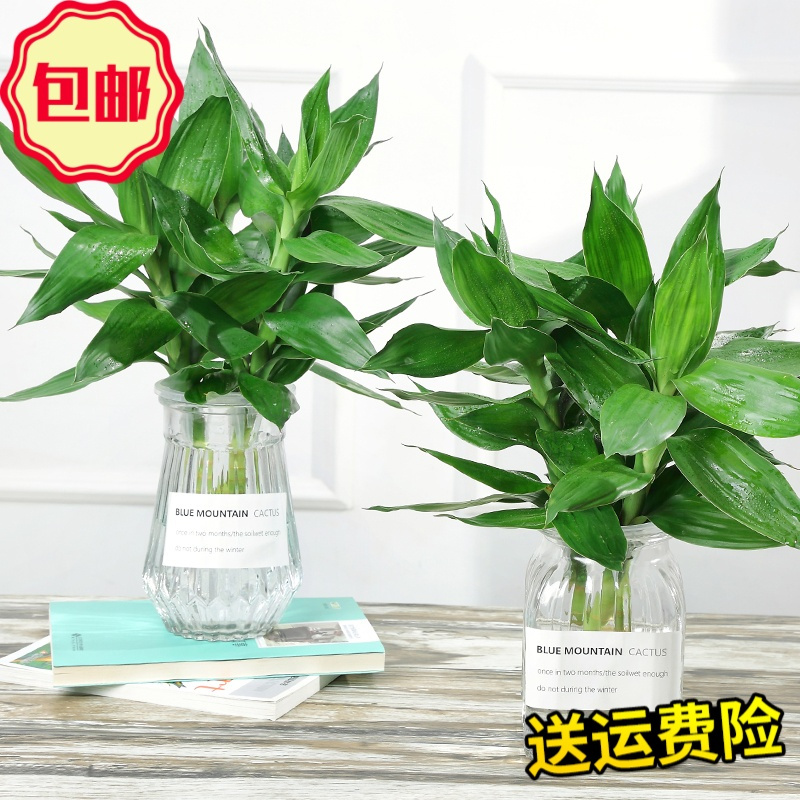 Hazy Beauty花瓶 花艺现代简约创意水培植物玻璃花瓶水养绿萝观音竹室内桌面透明插花瓶 价格图片品牌报价 苏宁易购兴仑生活日用专营店
