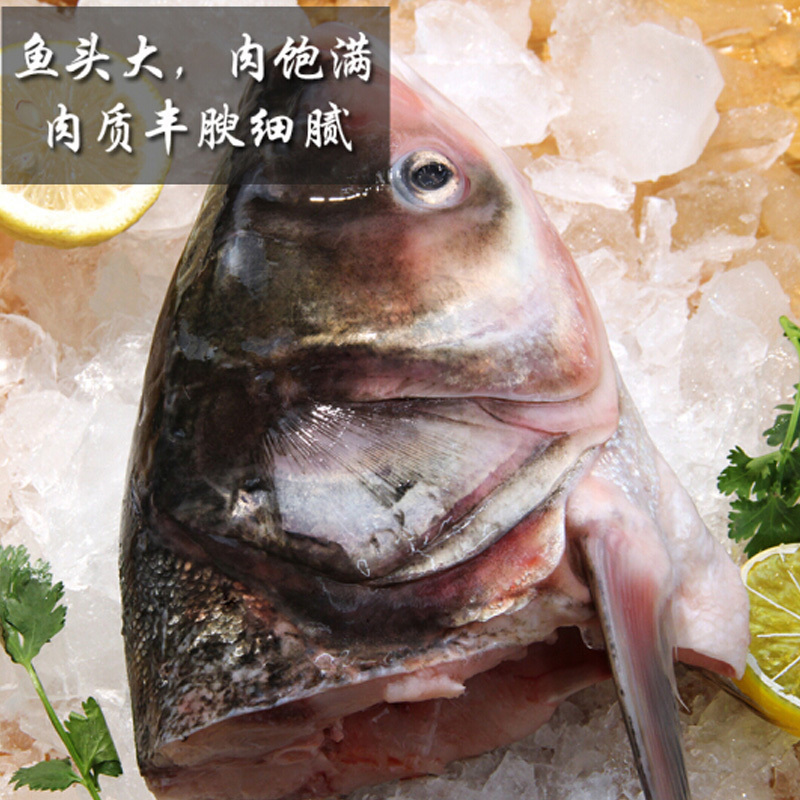 查干湖胖头鱼 捌号
