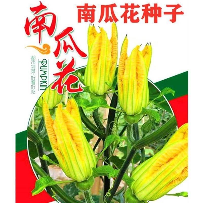 食用南瓜花种子嫩南瓜种子菜南瓜种子青瓜种籽南瓜苗南瓜藤种子报价 参数 图片 视频 怎么样 问答 苏宁易购