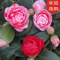 回固茶花品种一树多色五色赤丹茶花十八学士茶花盆栽名贵大红抖音 紫色光辉5年苗 不含盆
