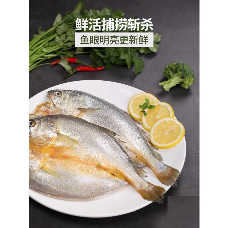 金世尊东海无公害大黄鱼400-500g