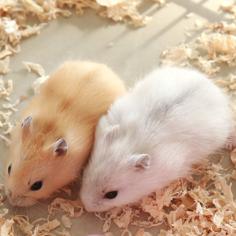 公三线宠物仓鼠活体情侣小仓鼠活物金丝熊宝宝一对打疫苗不咬人家养