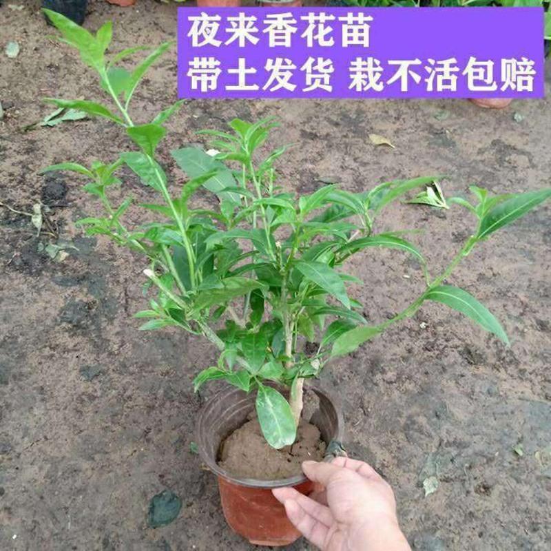 夜来香3年苗(当年开花) 原土球发货 夜来香盆栽绿植驱蚊植物夜香花夜兰香夜丁香千里香浓香型花卉花苗